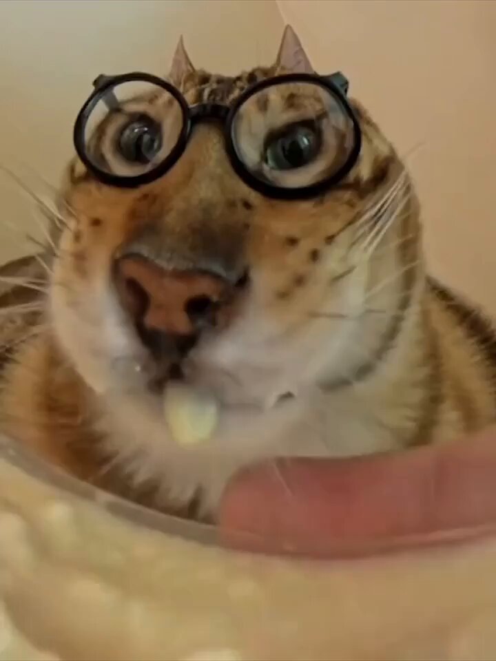 Punch Cat - https://t.co/gcnYDar8MX