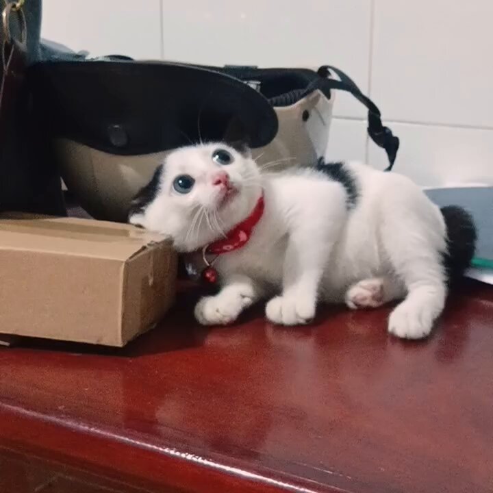 CAT LOVERS - https://t.co/3EOcCMNClh