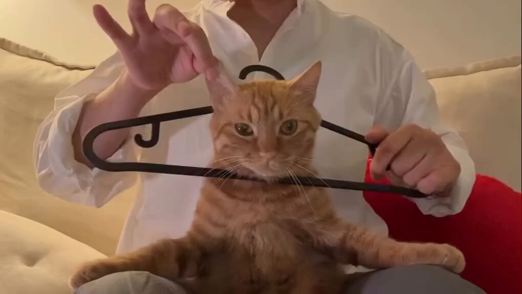 CAT LOVERS - https://t.co/iQz0JUC3At