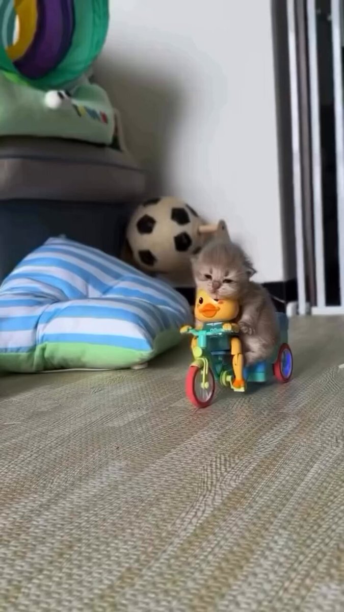 CAT LOVERS - https://t.co/Hk6gEp53eg