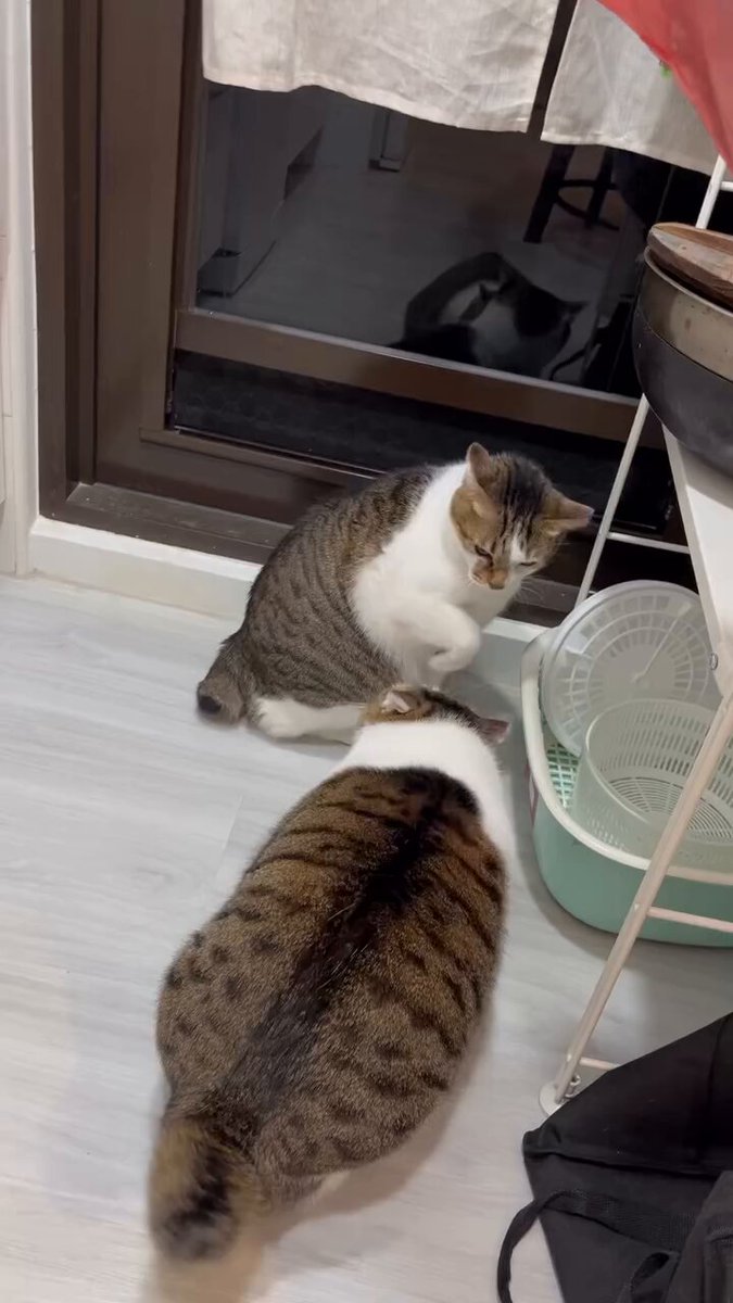 CAT LOVERS - https://t.co/NieNAj3cLA