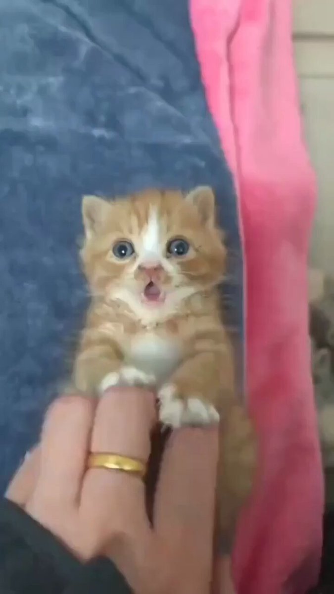 Punch Cat - https://t.co/jqgXIprLEd