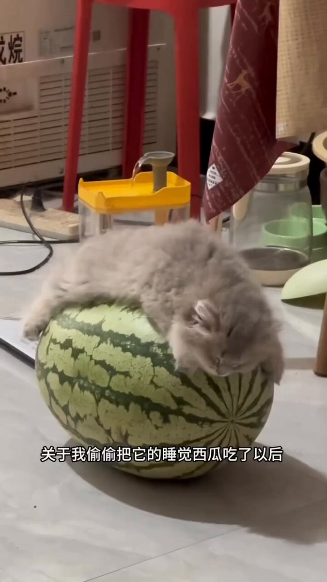 CAT LOVERS - https://t.co/a57yKbuRDv