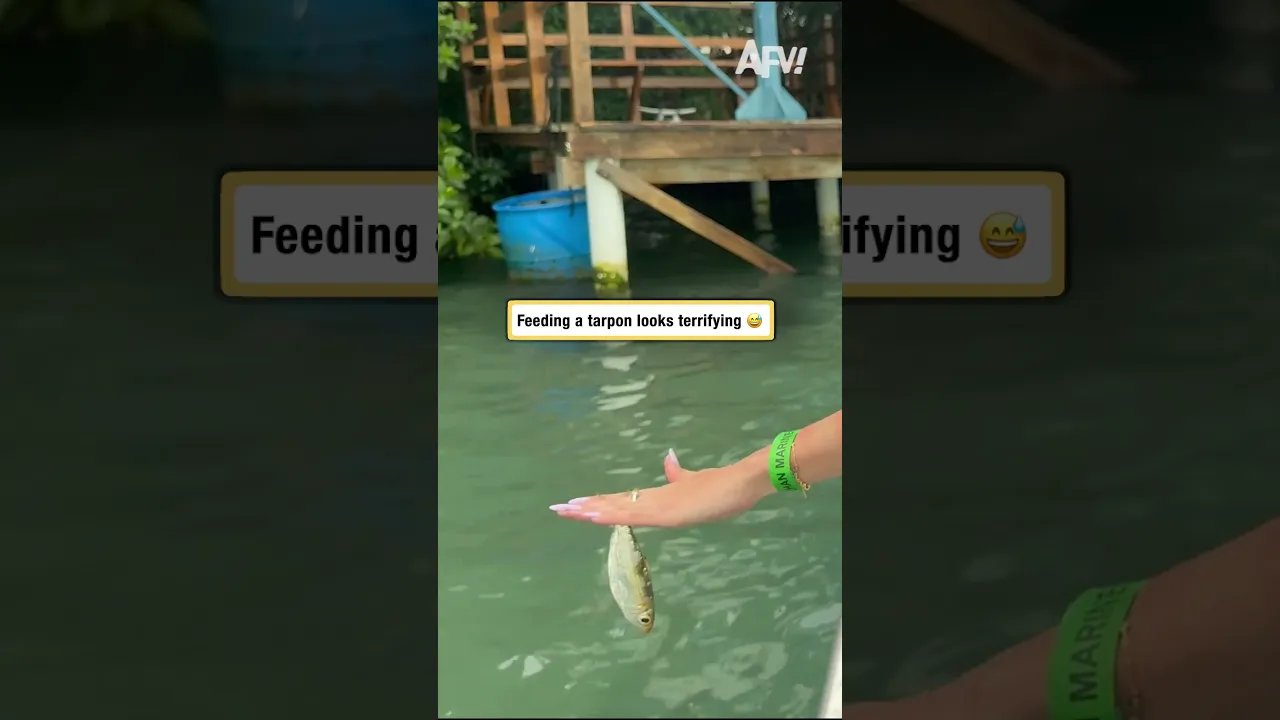 Feeding a tarpon looks terrifying 😅