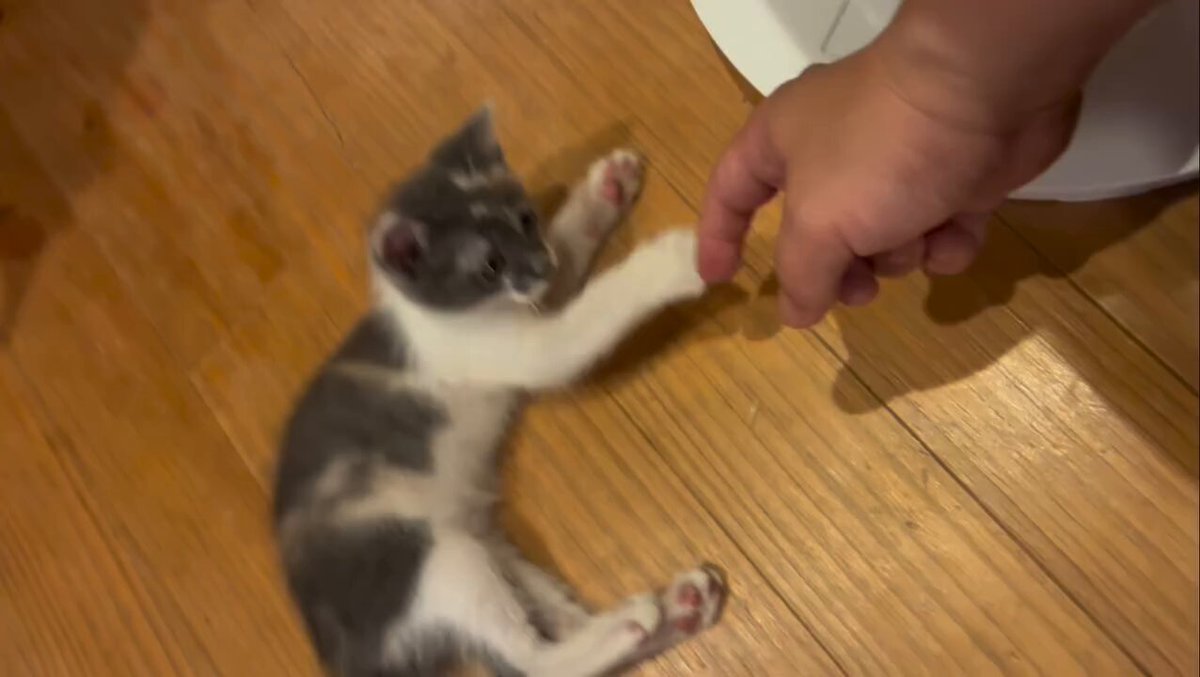 CAT LOVERS - https://t.co/JYe22vIDzd