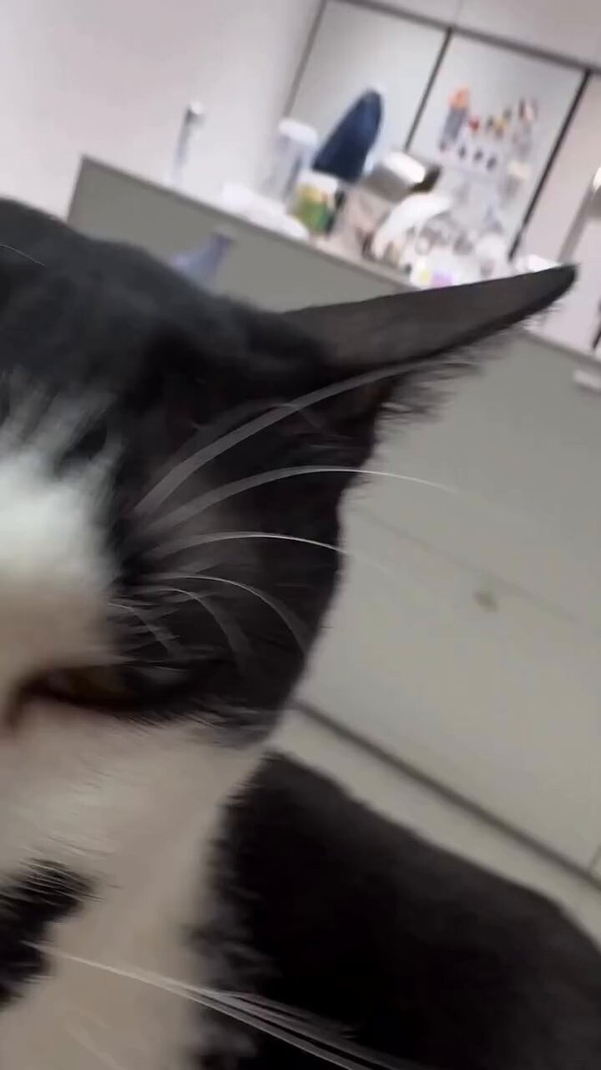 CAT LOVERS - https://t.co/hfCBMqPVfT