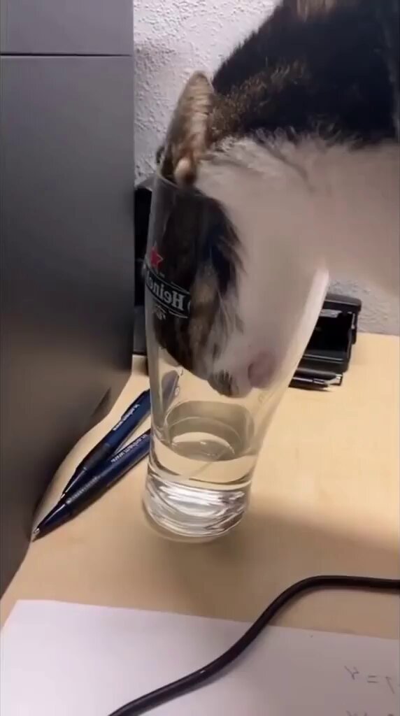 Punch Cat - https://t.co/lP3Eae5mDv