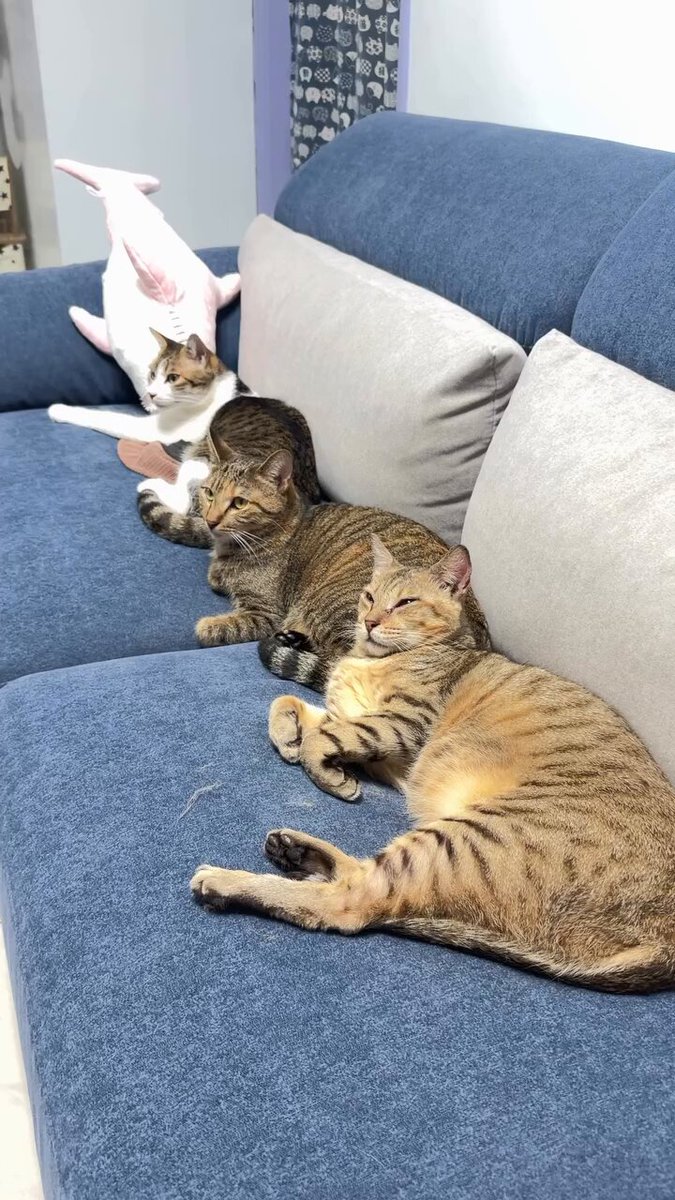 CAT LOVERS - https://t.co/VeDMJh6tuJ