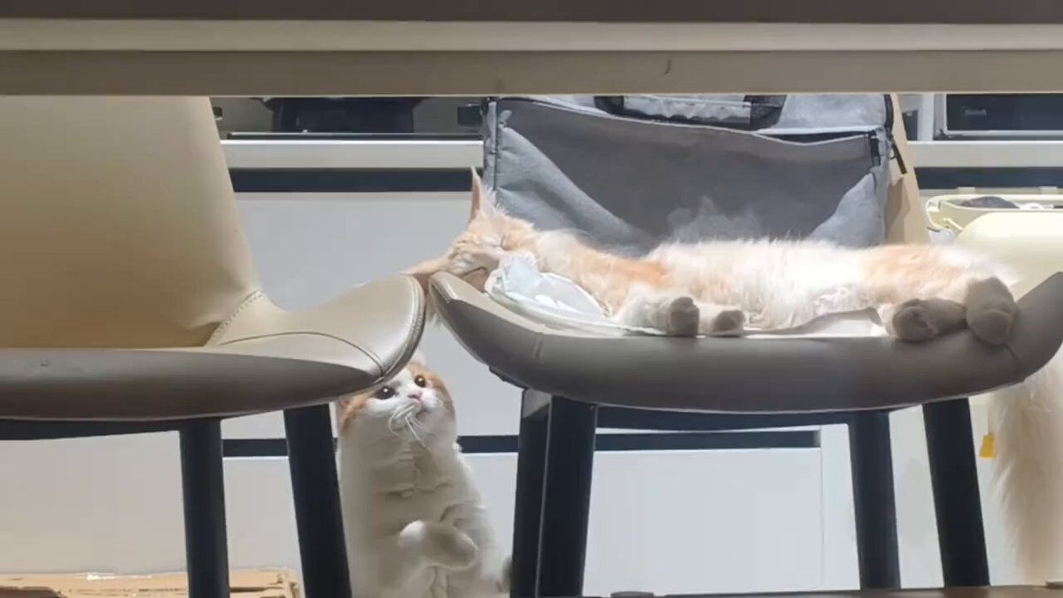 CAT LOVERS - https://t.co/ibkaA1uNUF