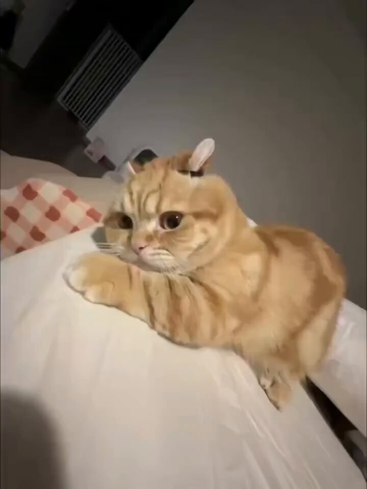CAT LOVERS - https://t.co/WkJhxYnxkP