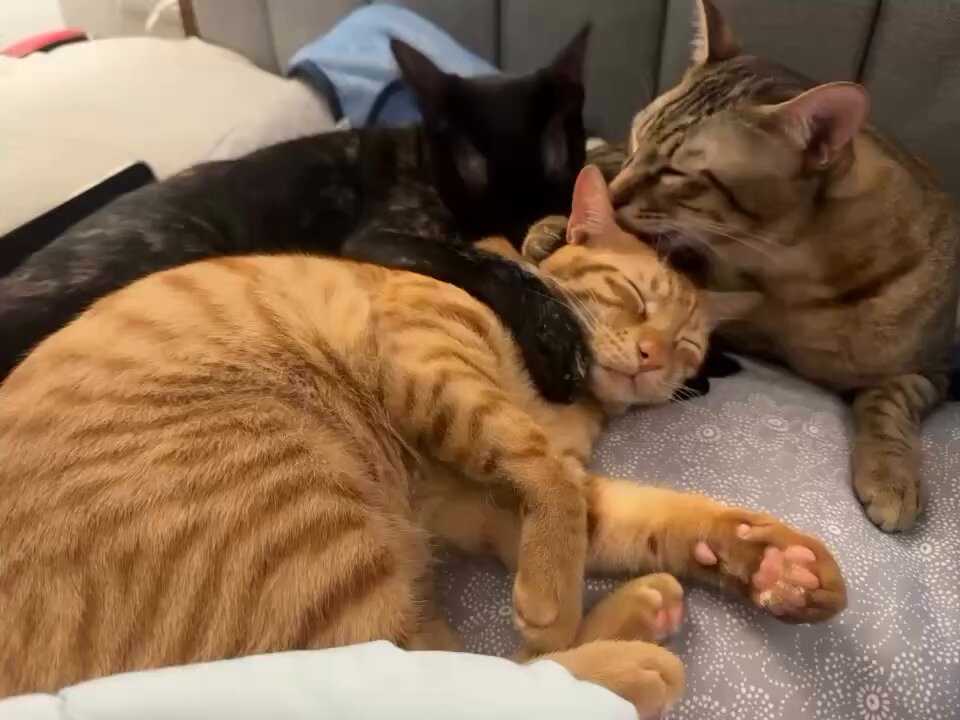 CAT LOVERS - https://t.co/3q5lmOAI93