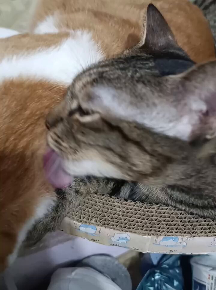 CAT LOVERS - https://t.co/YvOrMywNbG