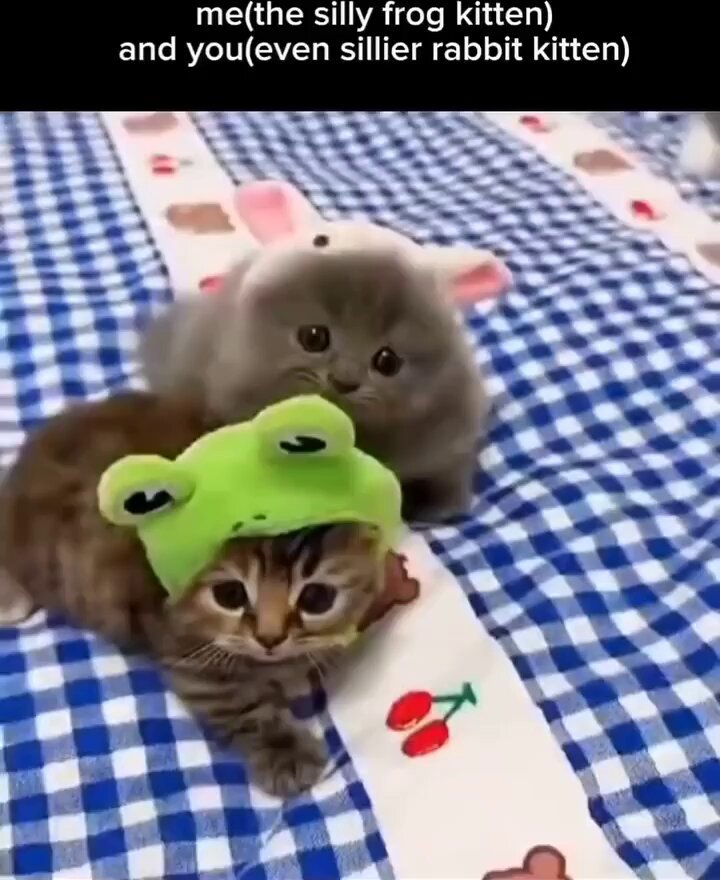 Punch Cat - https://t.co/9YdL1MCIxX