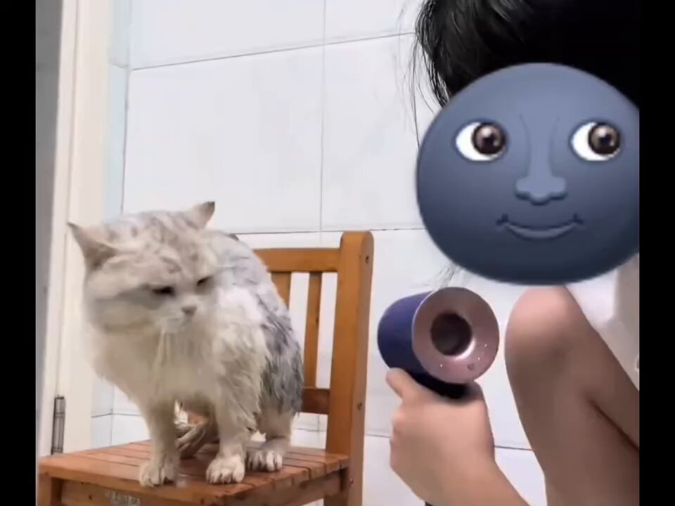 CAT LOVERS - https://t.co/Sm4lJekIRu