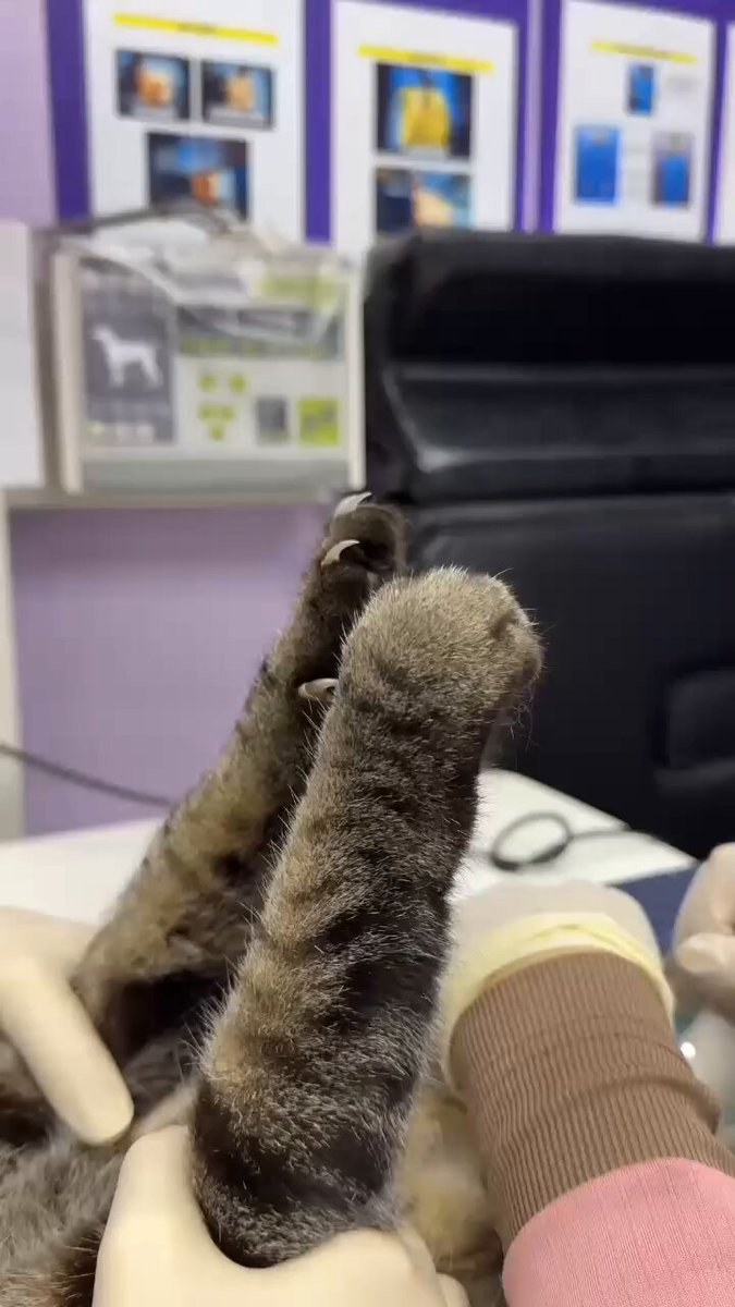 CAT LOVERS - https://t.co/flkDZ6bRHt