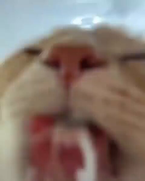 Punch Cat - https://t.co/9S2H9KIJs6