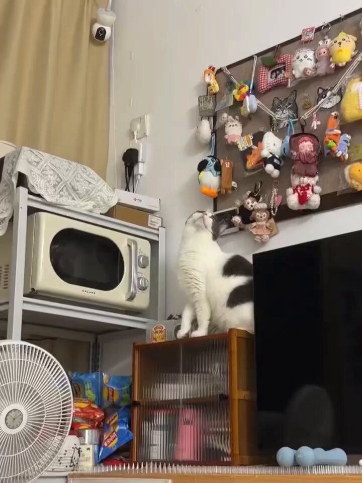 CAT LOVERS - https://t.co/7jWDni2H1O