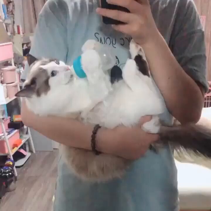Punch Cat - https://t.co/QmYiiUmhP8