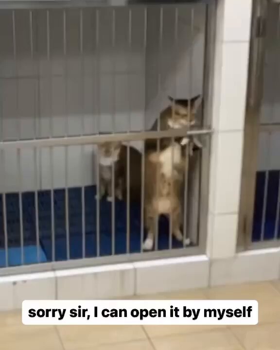 Punch Cat - https://t.co/4vcZt9S97u