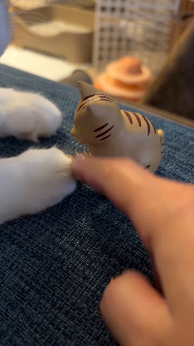CAT LOVERS - https://t.co/WPsuq6QeY0