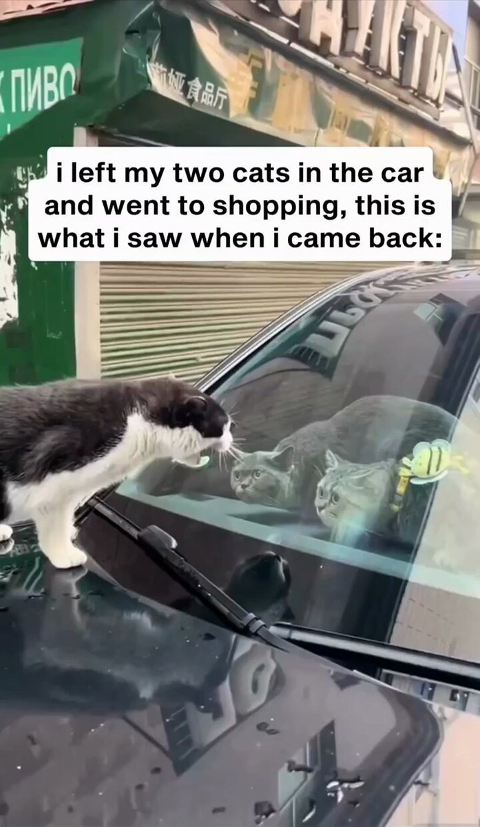 Punch Cat - https://t.co/zBmEiP7Llo