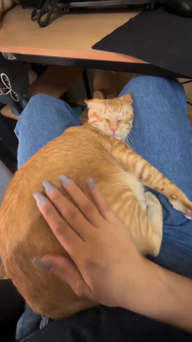 CAT LOVERS - https://t.co/cikQ2Nyd9r