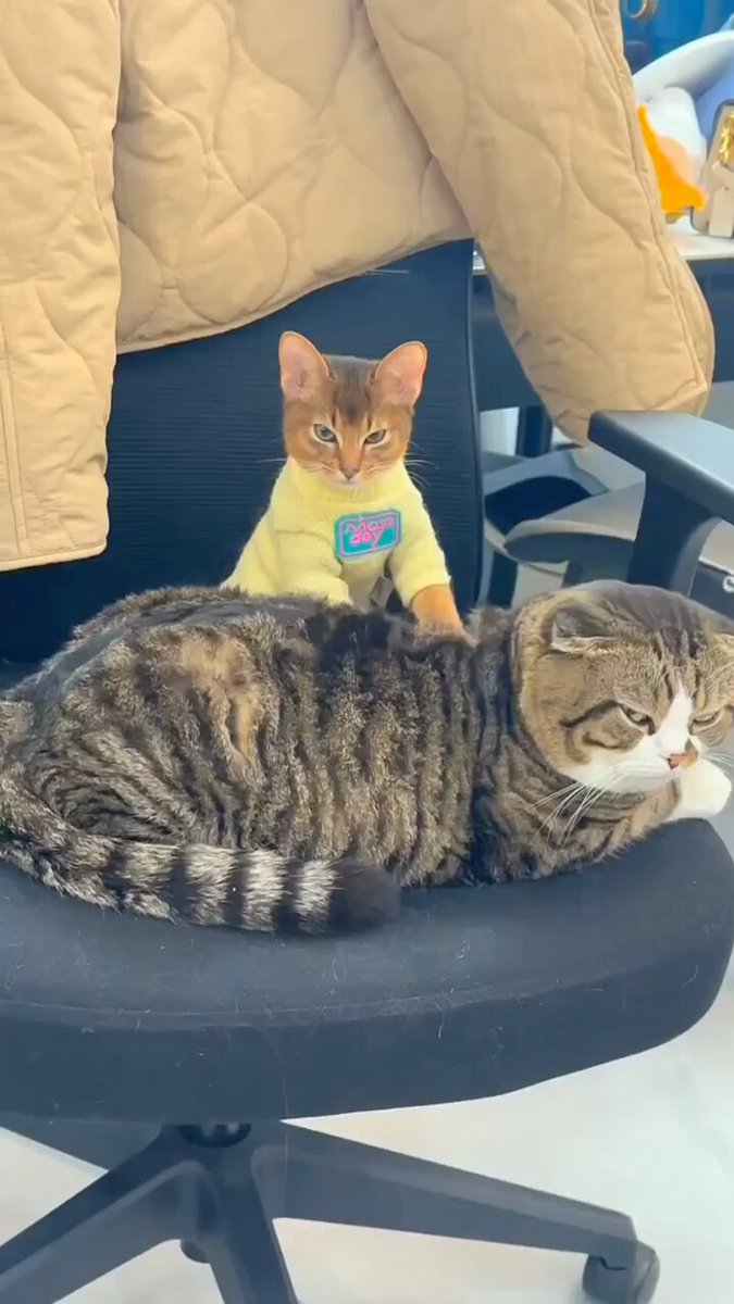 Punch Cat - https://t.co/jBX7yptF9F