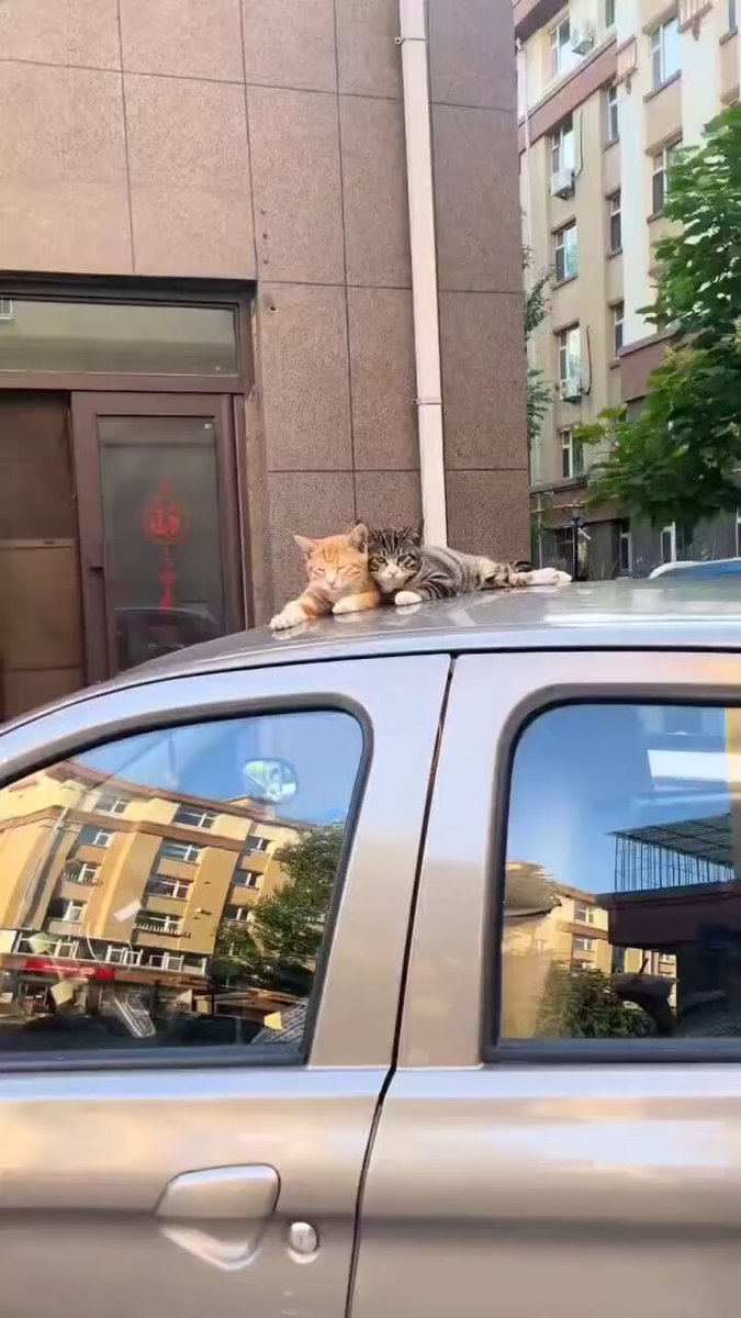 CAT LOVERS - https://t.co/39ZOCdDzgI