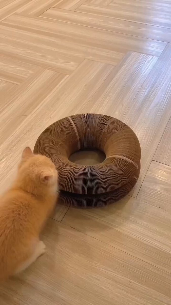CAT LOVERS - https://t.co/JZ6cydC7Ge