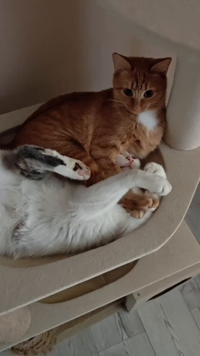 CAT LOVERS - https://t.co/C8AVz4wWg3