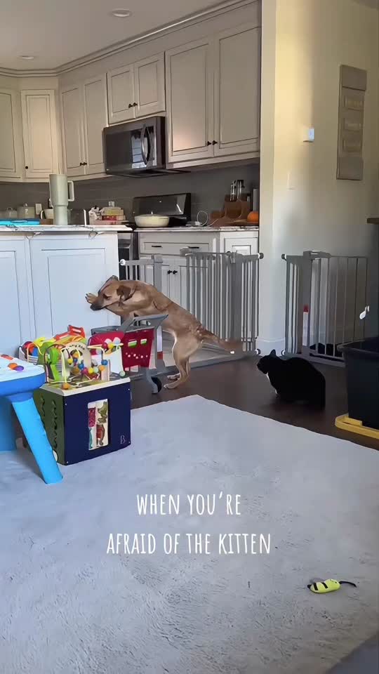 #fyp #pourtoi #viral #foryoupage❤️❤️ #funnyanimals 