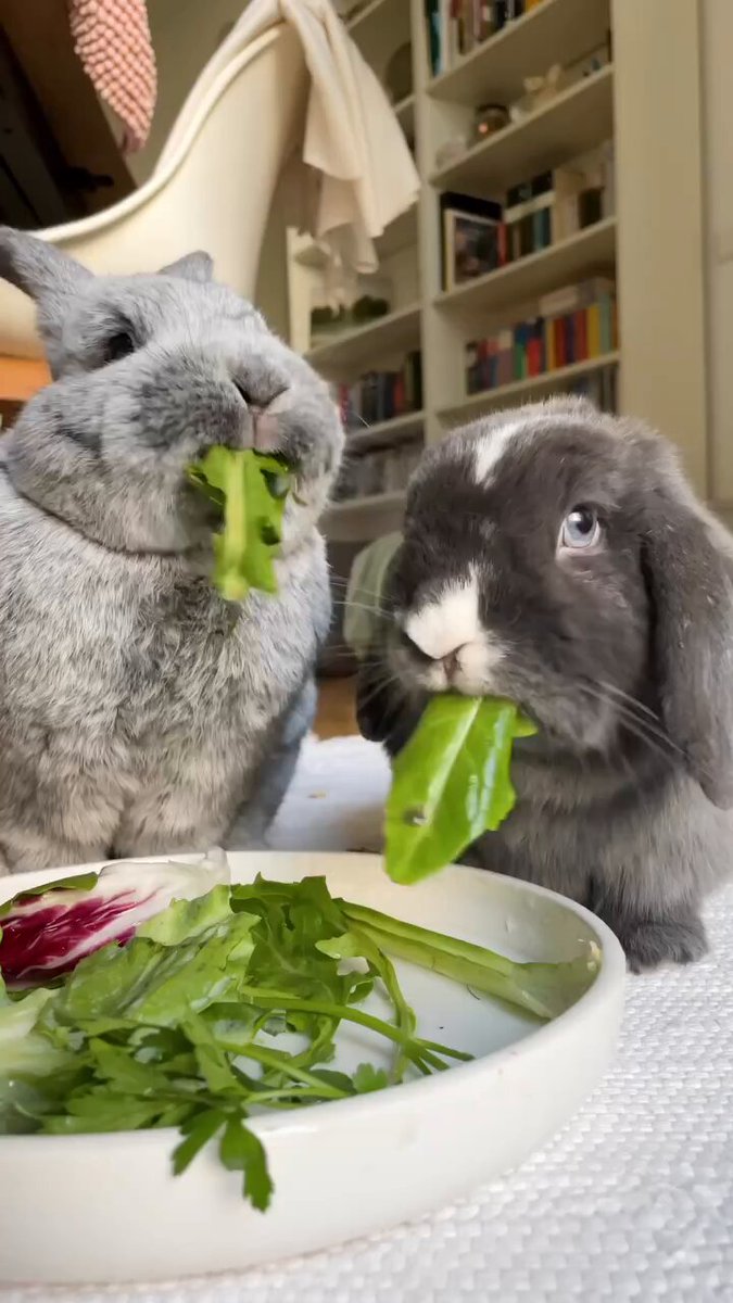 Nature is Phenomenal - Is there a better view and sound than that of two bunnies happily tug...