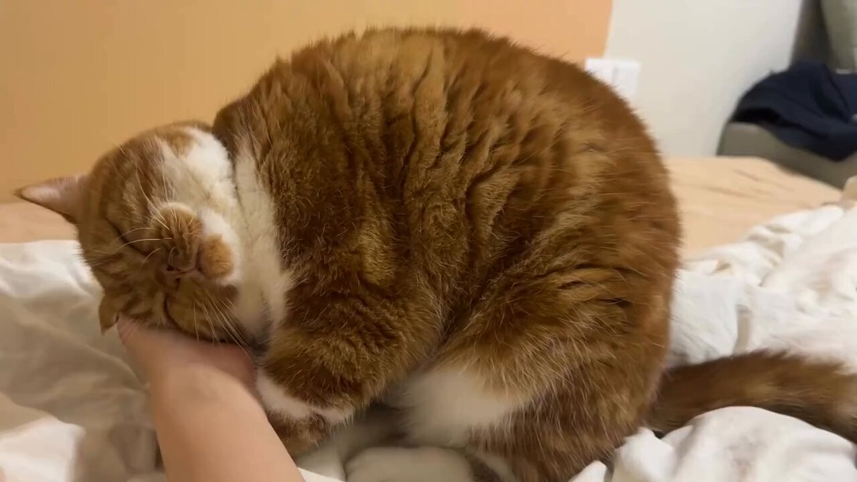 CAT LOVERS - https://t.co/Vv8SwKwYyy