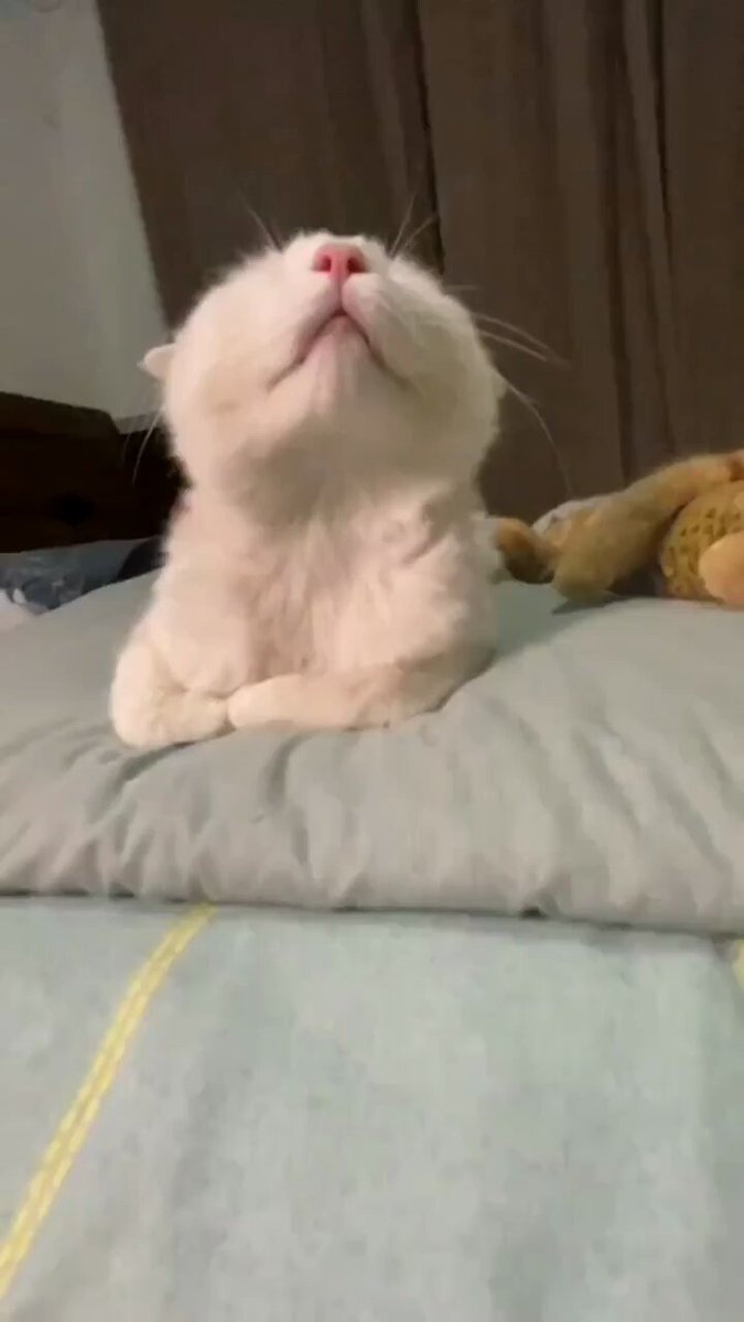 Punch Cat - https://t.co/SIMf2TtoPK