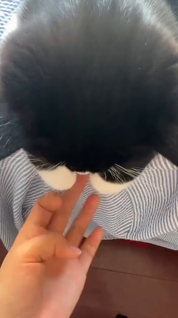 CAT LOVERS - https://t.co/1YU5zPxhPz