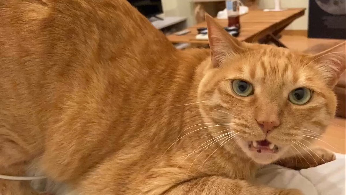 CAT LOVERS - https://t.co/XuRVAXeJyk