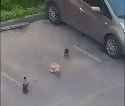 Meme King - Two crows teaming up to steal a cat’s food 😂https://t.co/KD8M6NbM2W
