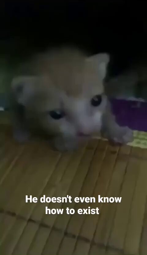 Punch Cat - https://t.co/QXOsWniGeA