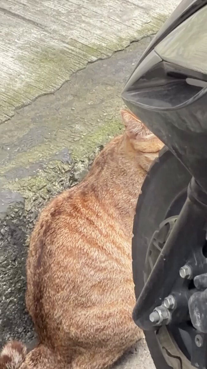 CAT LOVERS - https://t.co/FoYWS4G53y