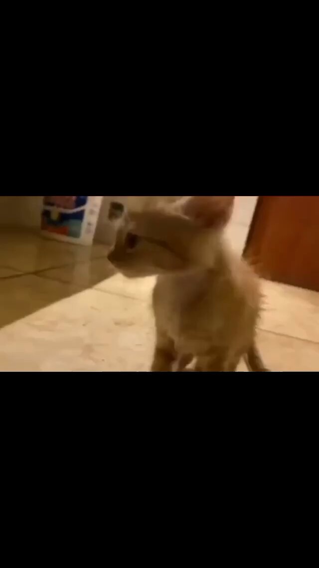 Punch Cat - https://t.co/N4unZX3umA
