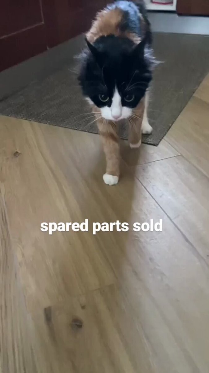 Punch Cat - https://t.co/kDyyrfcjxz