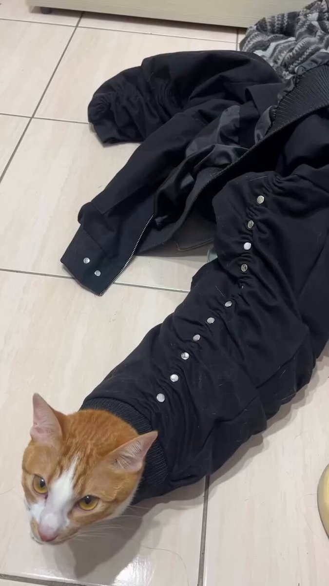 CAT LOVERS - https://t.co/EuFSxJd00T