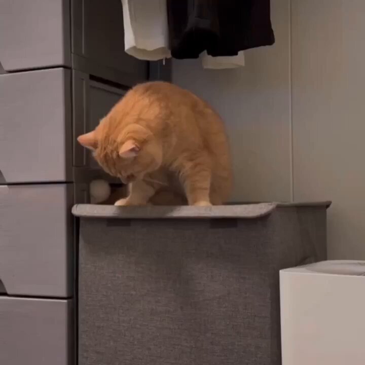 Punch Cat - https://t.co/HftSow0sw0