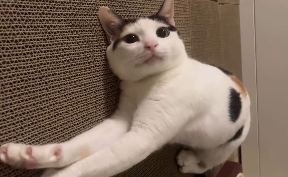 CAT LOVERS - https://t.co/Y24CuXN7U0