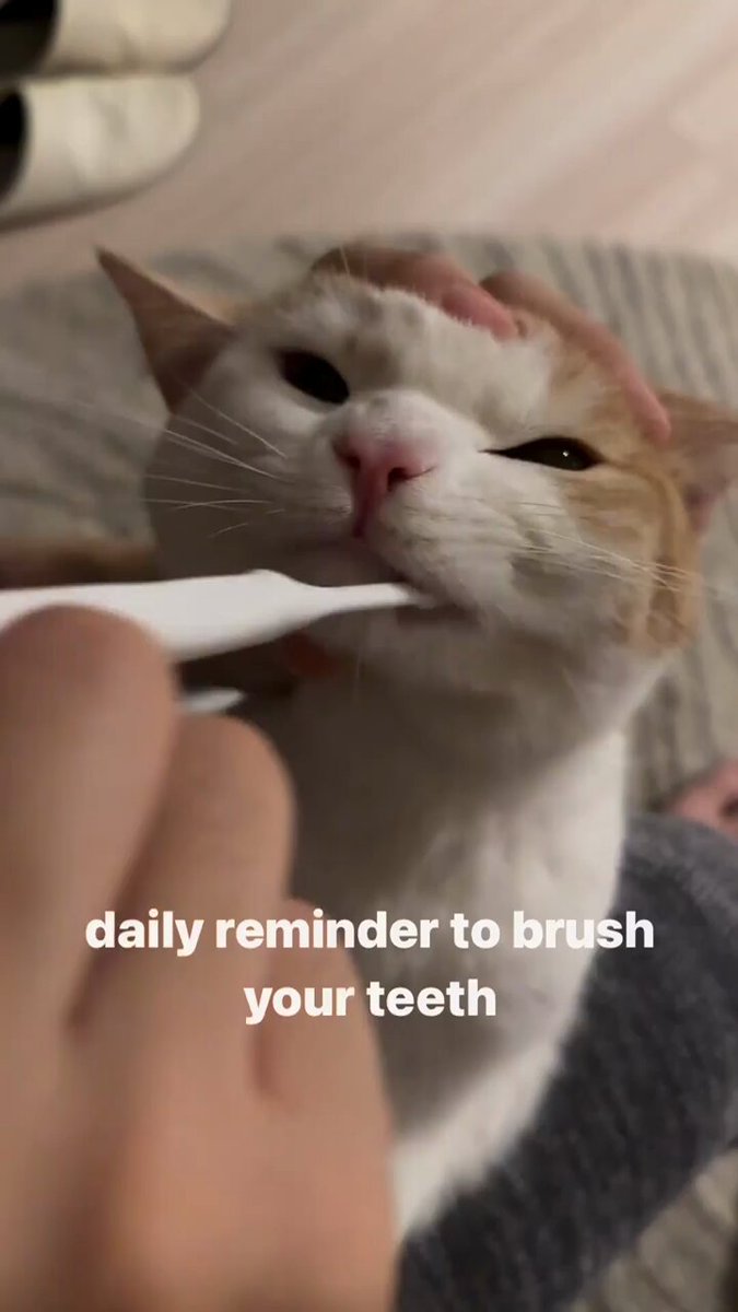 Punch Cat - https://t.co/j2kOjeljfJ