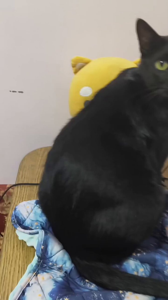 CAT LOVERS - https://t.co/aQuWPtiLcf