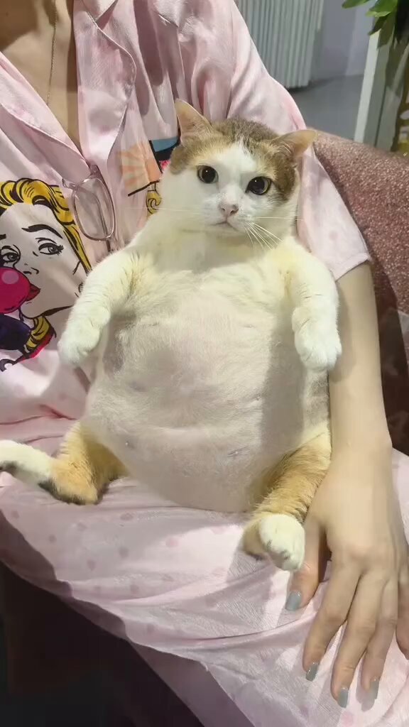 CAT LOVERS - https://t.co/Bwpbow1YpH