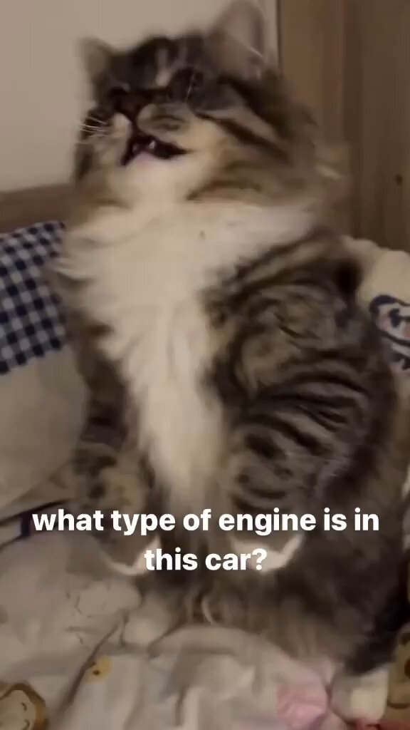 Punch Cat - https://t.co/nozJH4tOzC