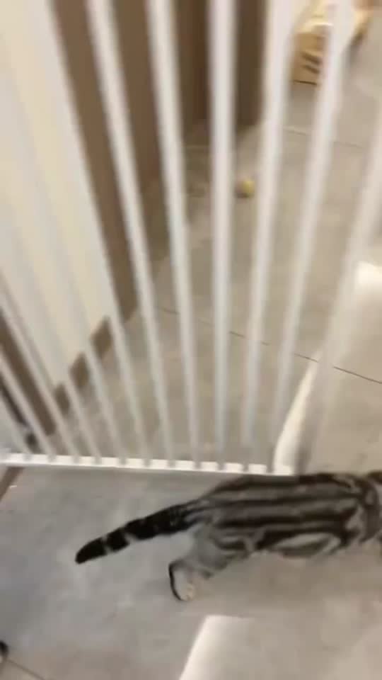 Vidéo