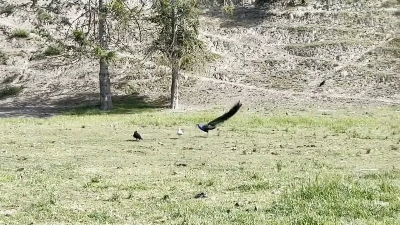 Animals Being Jerks | #shorts | r/animalsbeingjerks